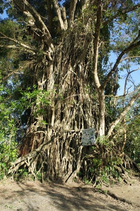 scientific name of balete tree|Balete Tree .